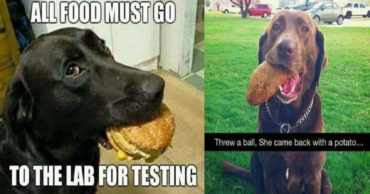 Pawsitive Doggo Meme That Will Put Smile On Your Face For Sure (20 Pics